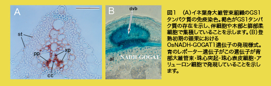 図１　（A）イネ葉身大維管束組織のGS1タンパク質の免疫染色。褐色がGS1タンパク質の存在を示し、伴細胞や木部と篩部柔細胞で集積していることを示します。（B）登熟初期の穎果におけるOsNADH-GOGAT1遺伝子の発現様式。青のレポーター遺伝子がこの遺伝子が背部大維管束・珠心突起・珠心表皮細胞・アリューロン細胞で発現していることを示します。