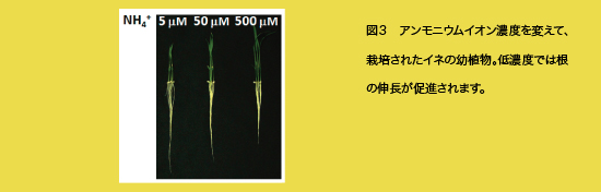 図３　アンモニウムイオン濃度を変えて、栽培されたイネの幼植物。低濃度では根の伸長が促進されます。